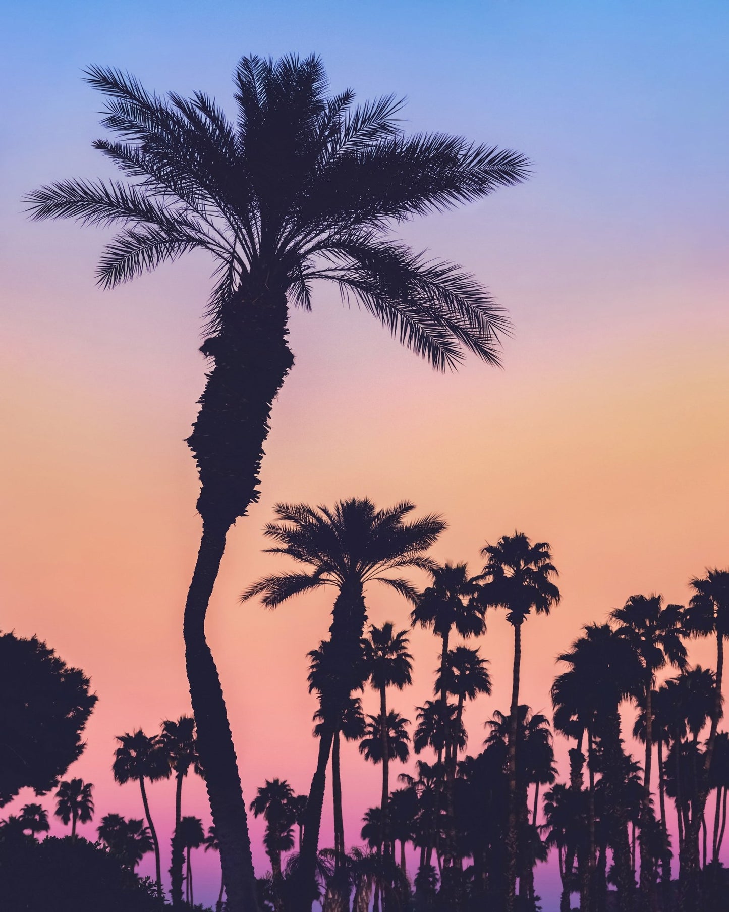Palm Sunset Silhouette
