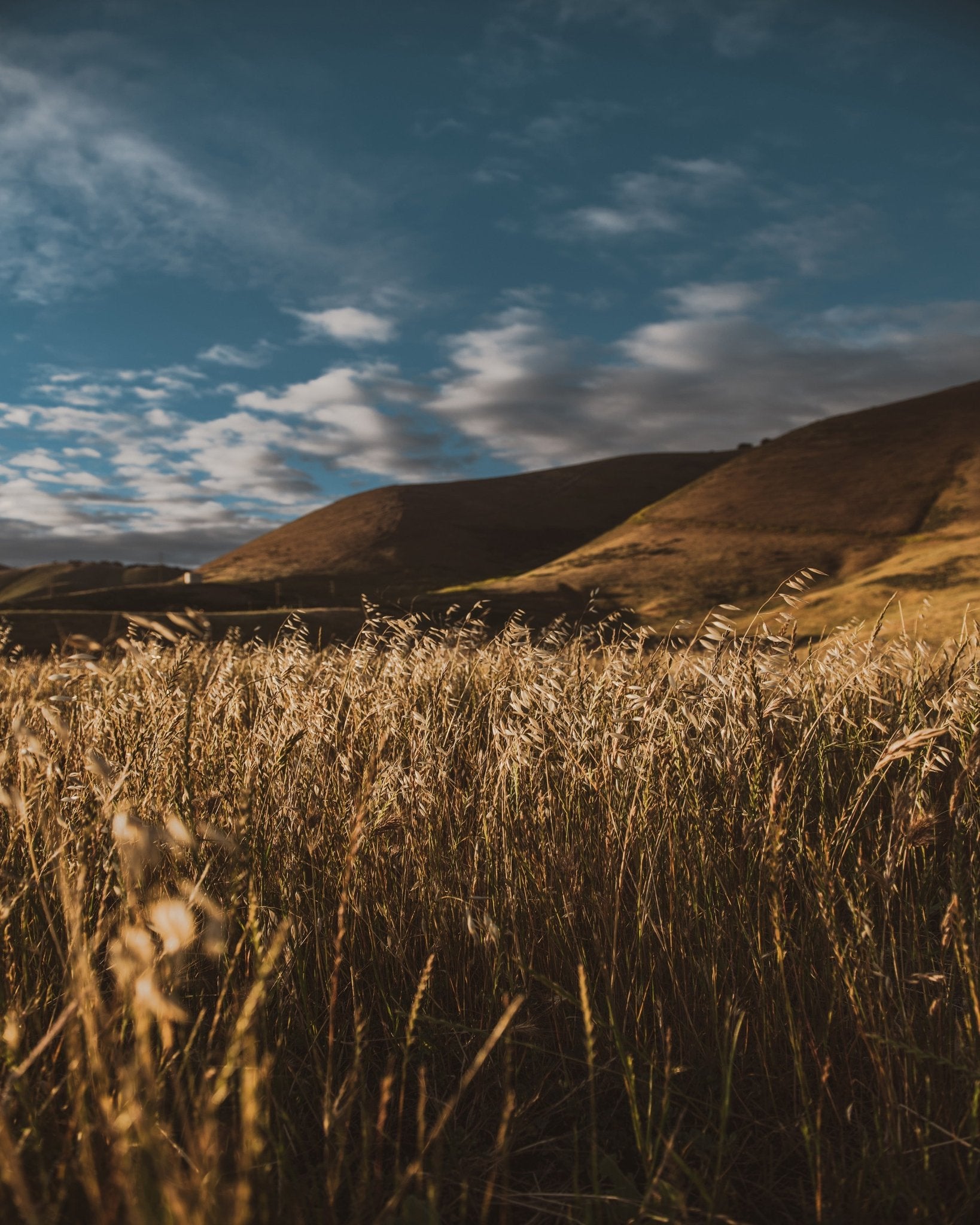 Golden Field Horizon No2