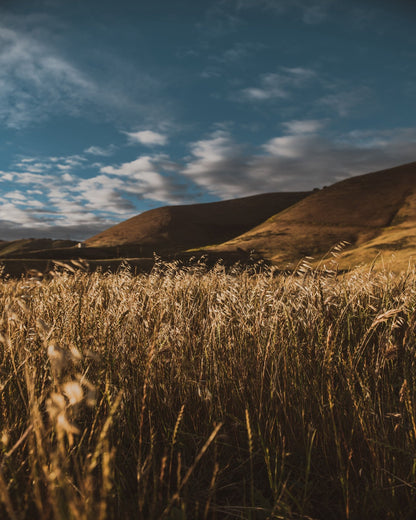 Golden Field Horizon No2