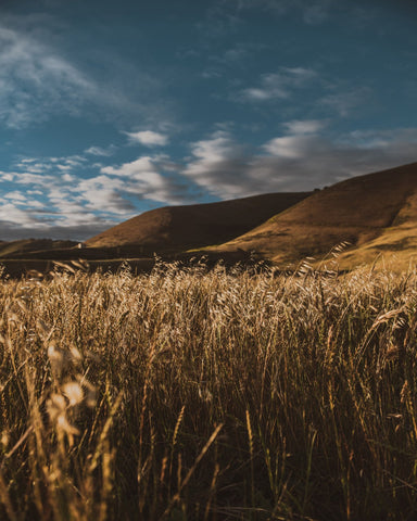 Golden Field Horizon No2