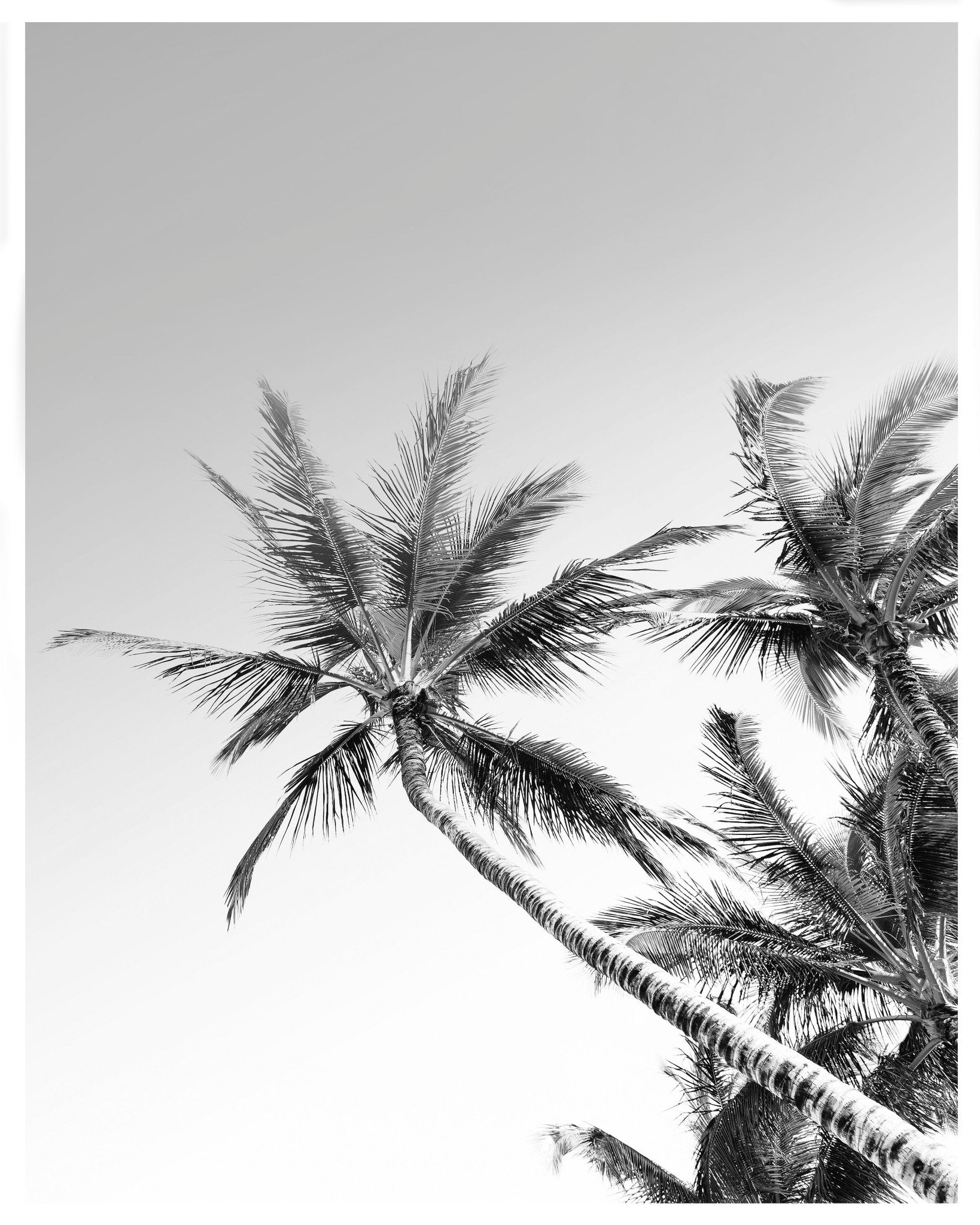 Palm Sky View No2