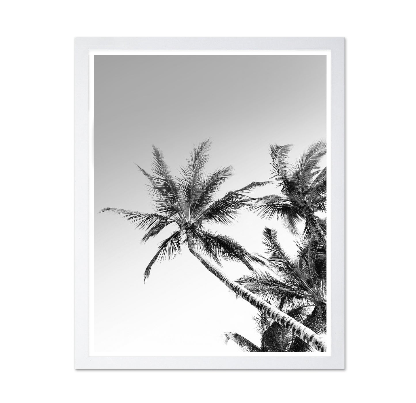 Palm Sky View No2