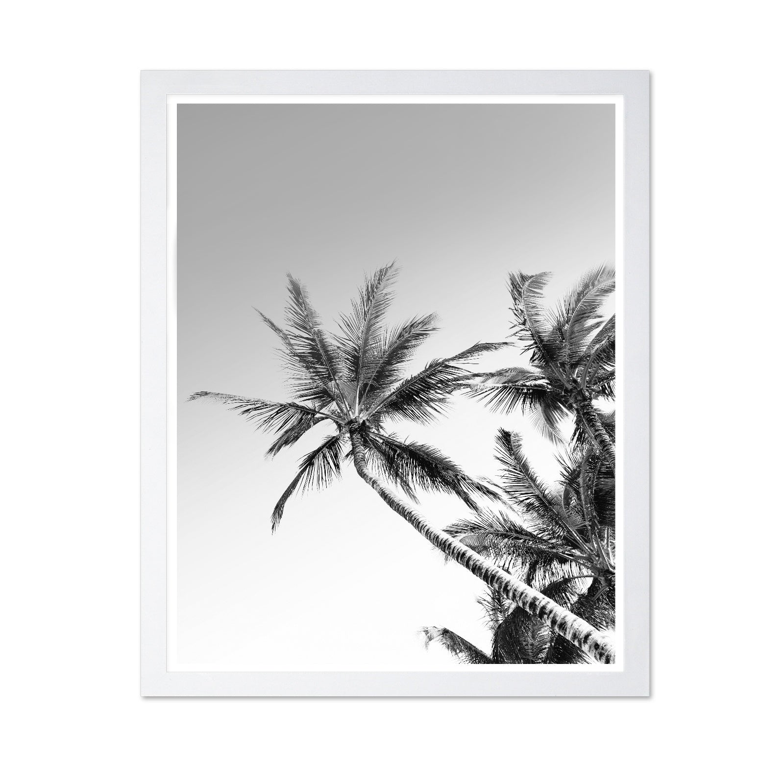 Palm Sky View No2