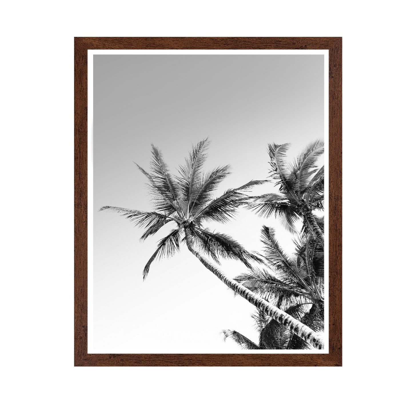 Palm Sky View No2