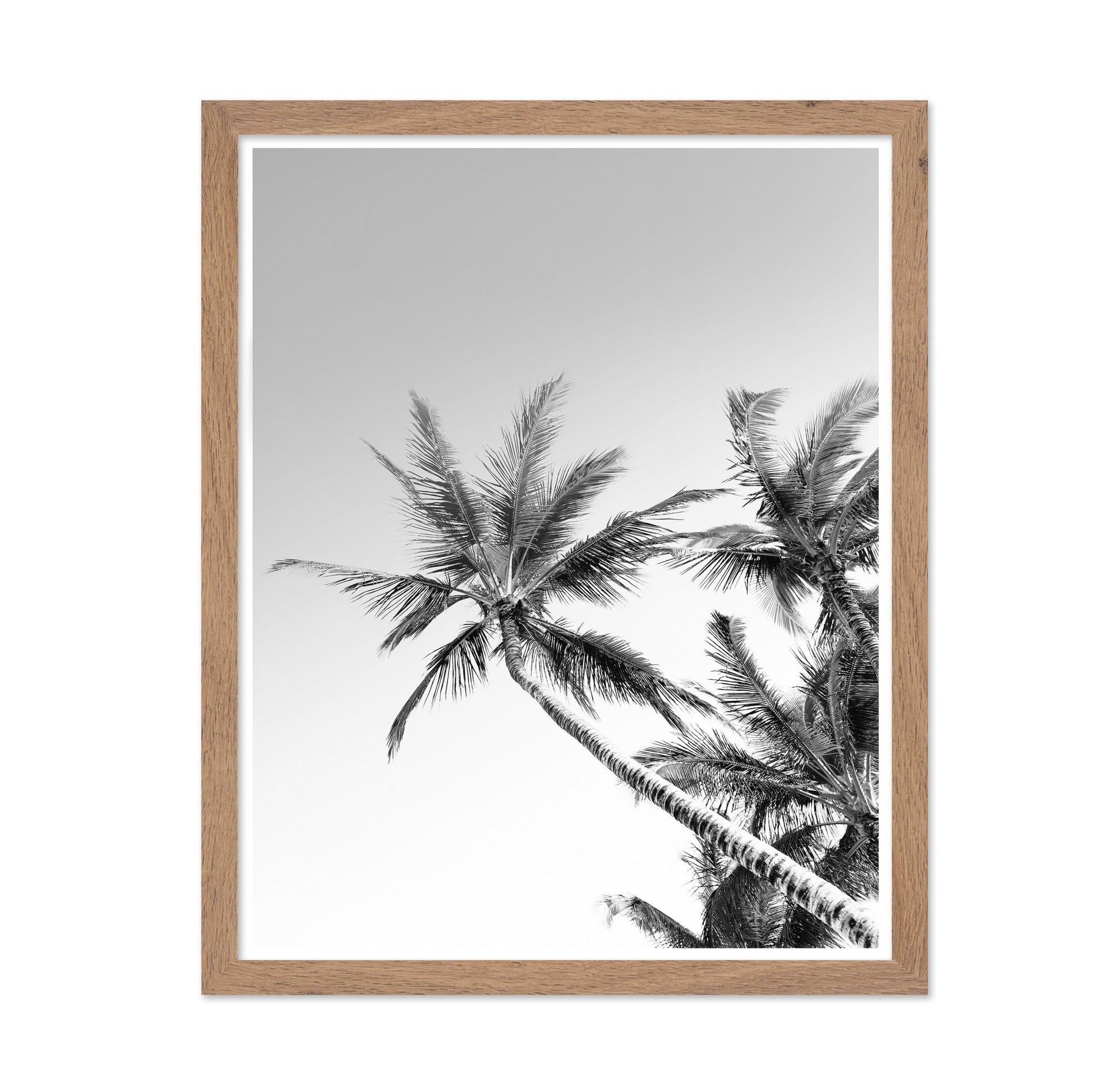 Palm Sky View No2