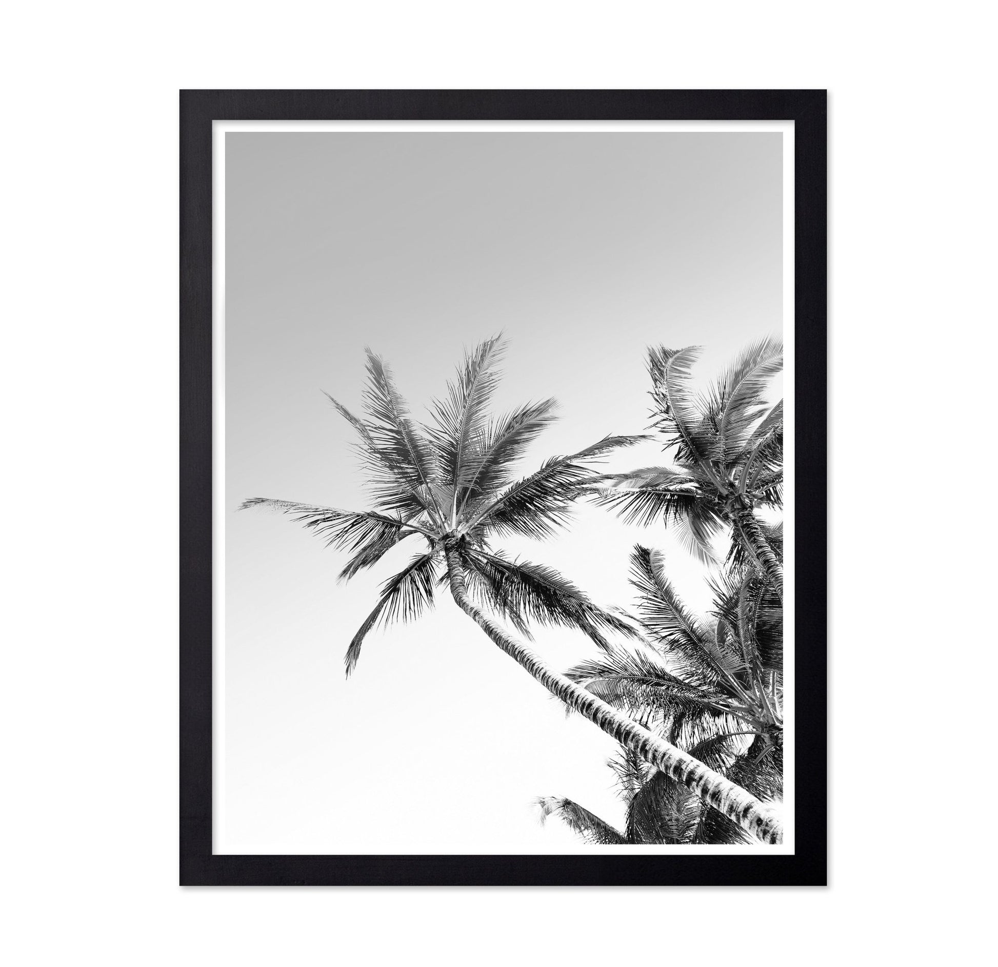 Palm Sky View No2