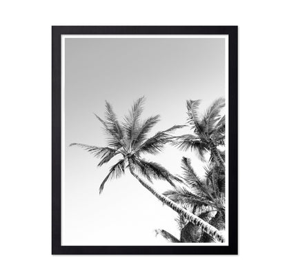 Palm Sky View No2