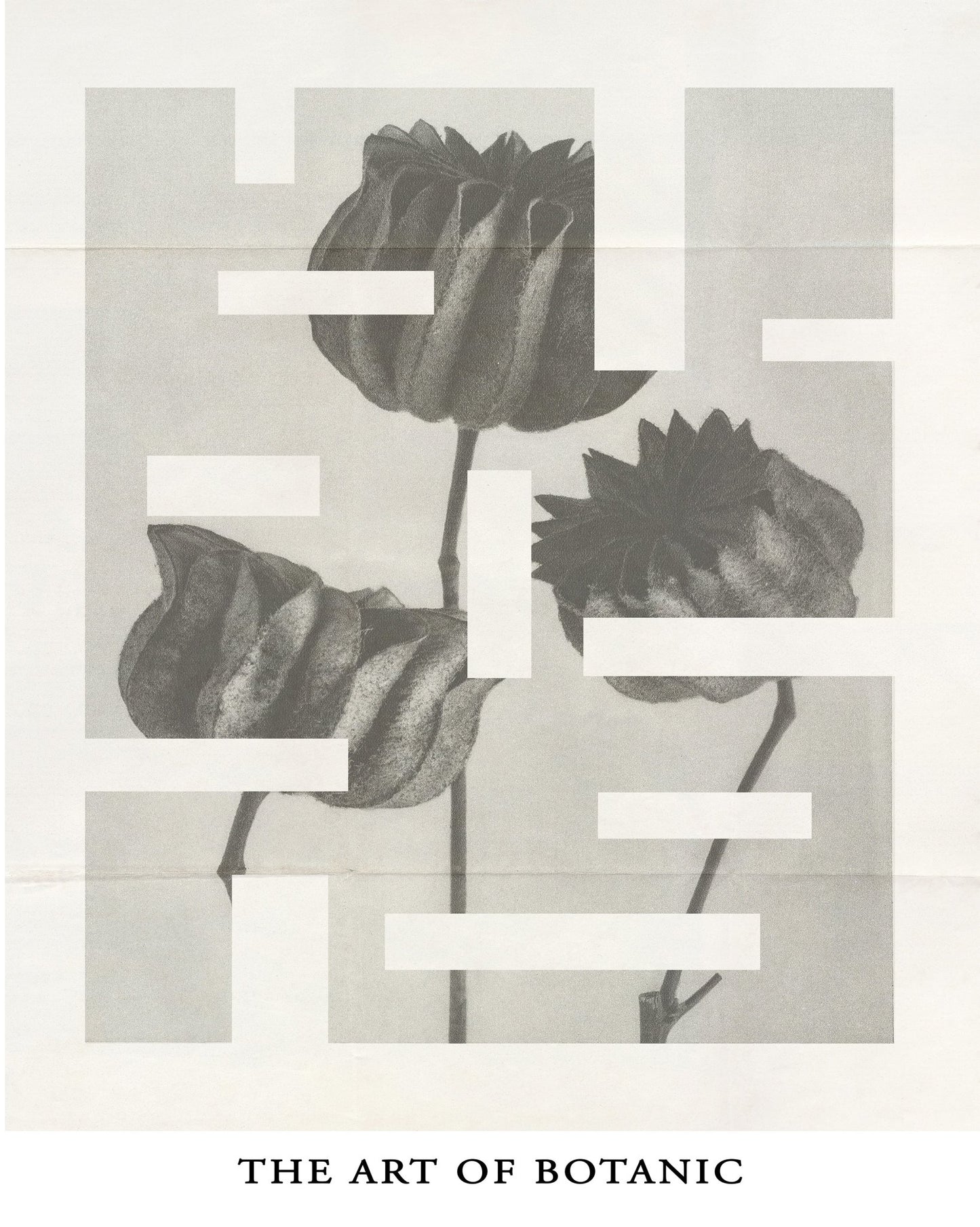 Botanic Forms Study