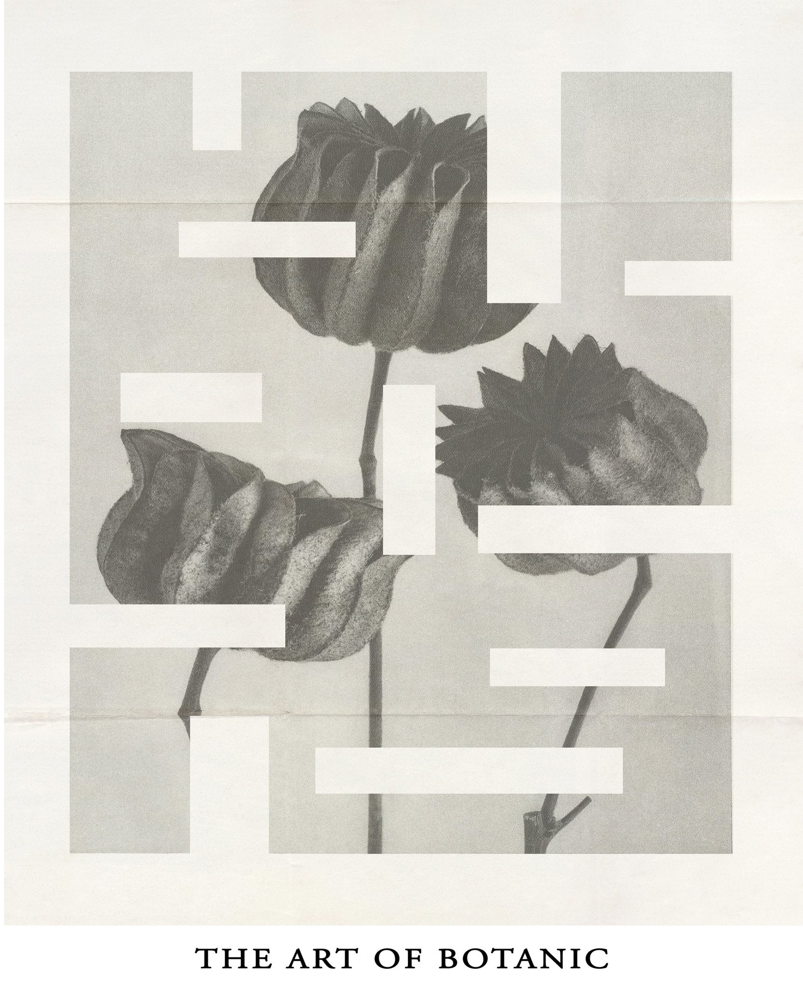 Botanic Forms Study