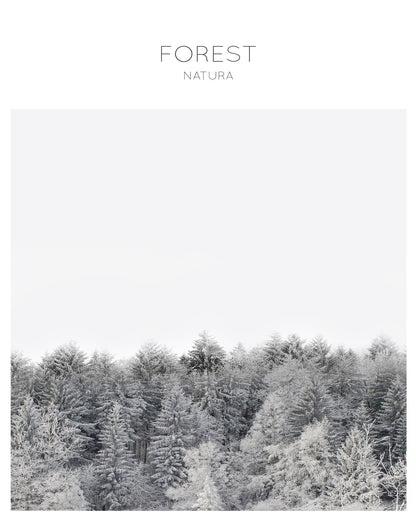 Winter Forest Calm