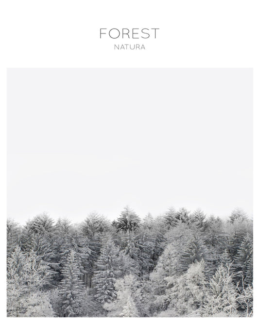 Winter Forest Calm