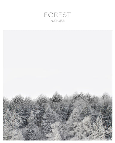 Winter Forest Calm