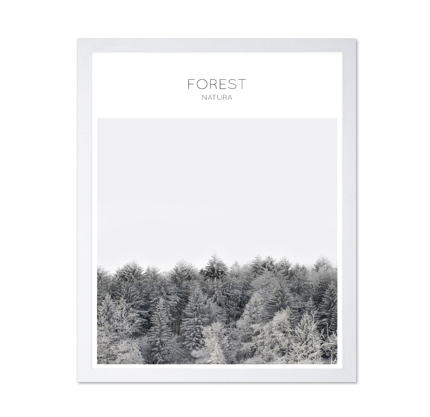 Winter Forest Calm