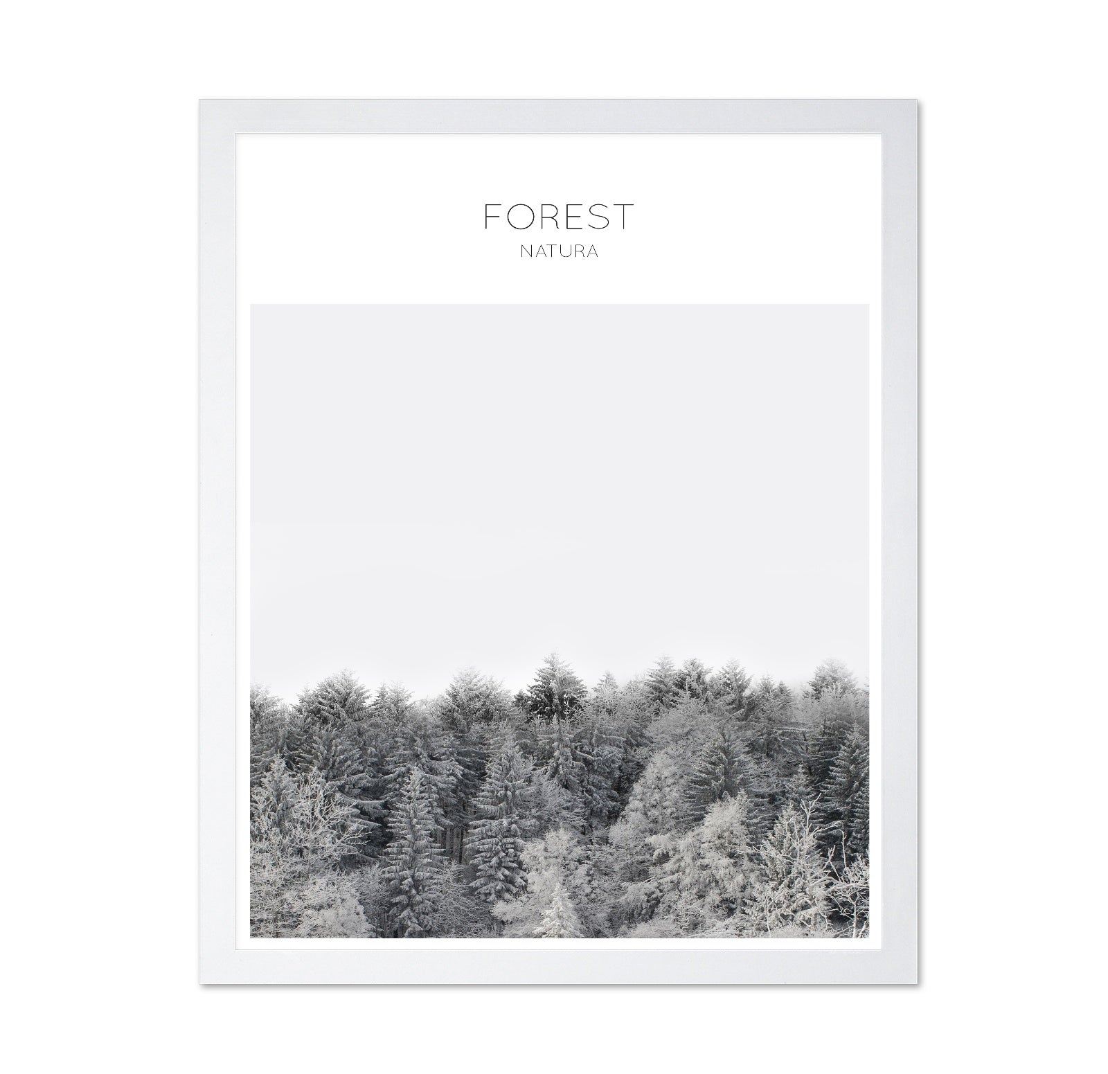 Winter Forest Calm