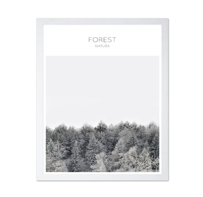 Winter Forest Calm