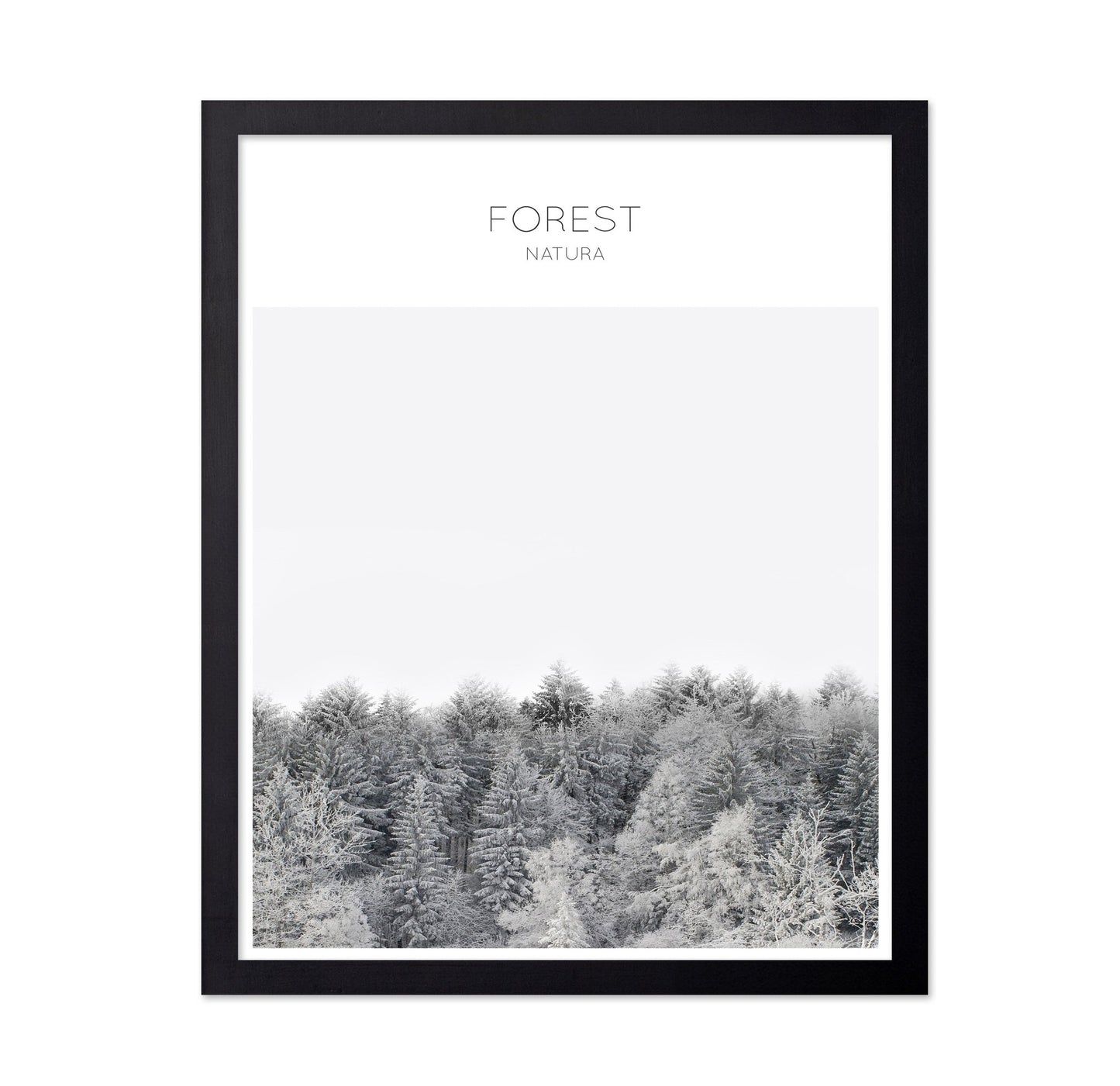 Winter Forest Calm
