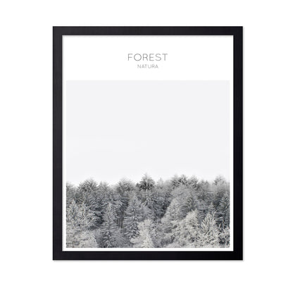 Winter Forest Calm