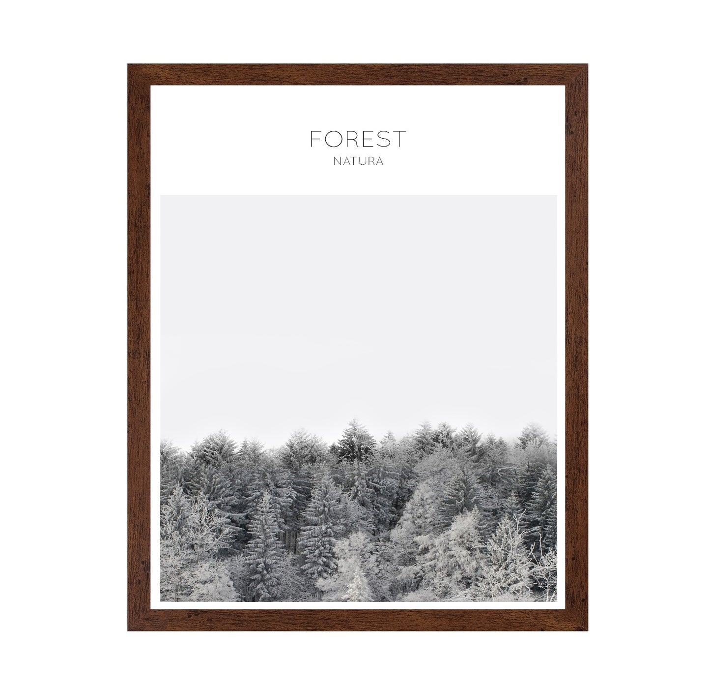 Winter Forest Calm