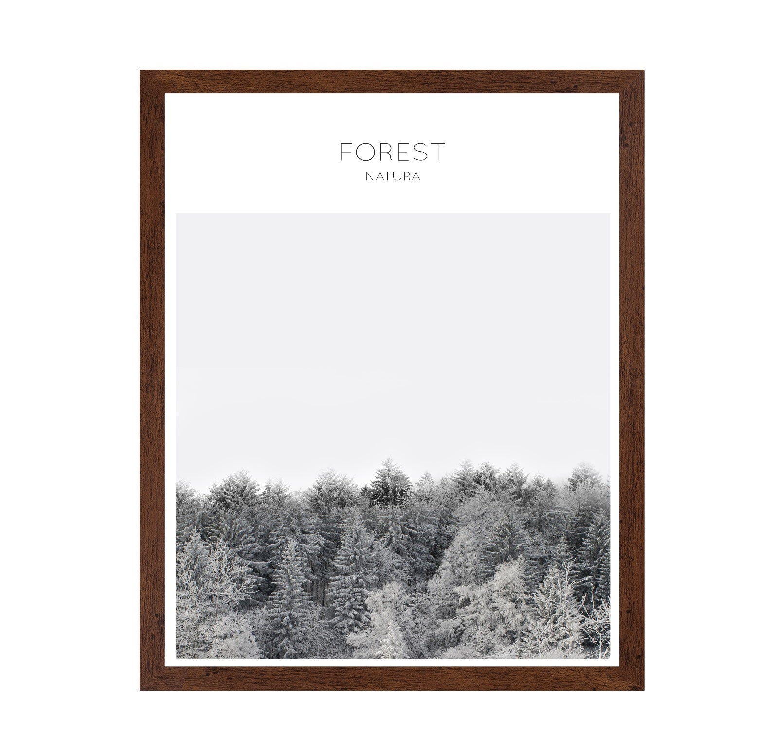 Winter Forest Calm