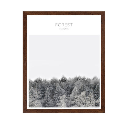 Winter Forest Calm