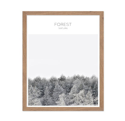 Winter Forest Calm
