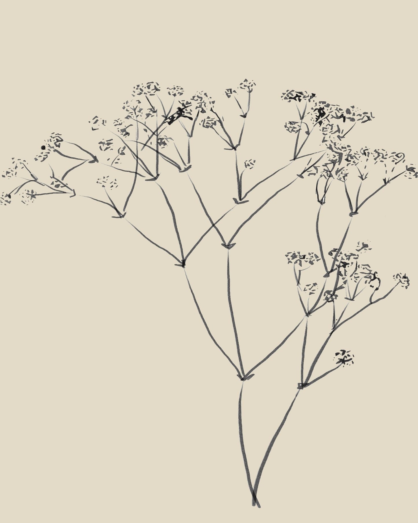 Botanical Line Sketch