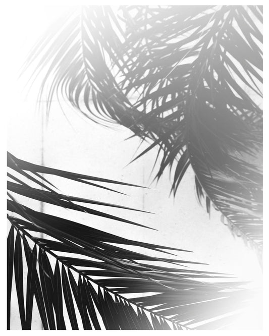 Palm Shadow Light No2