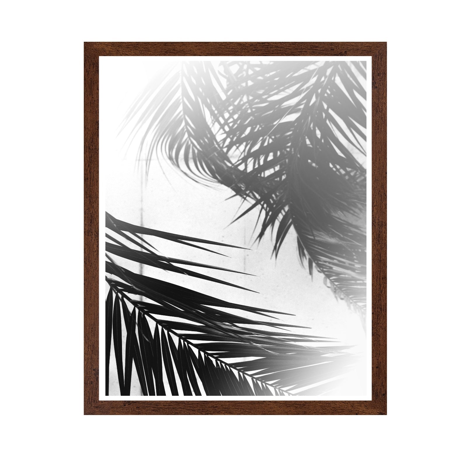 Palm Shadow Light No2
