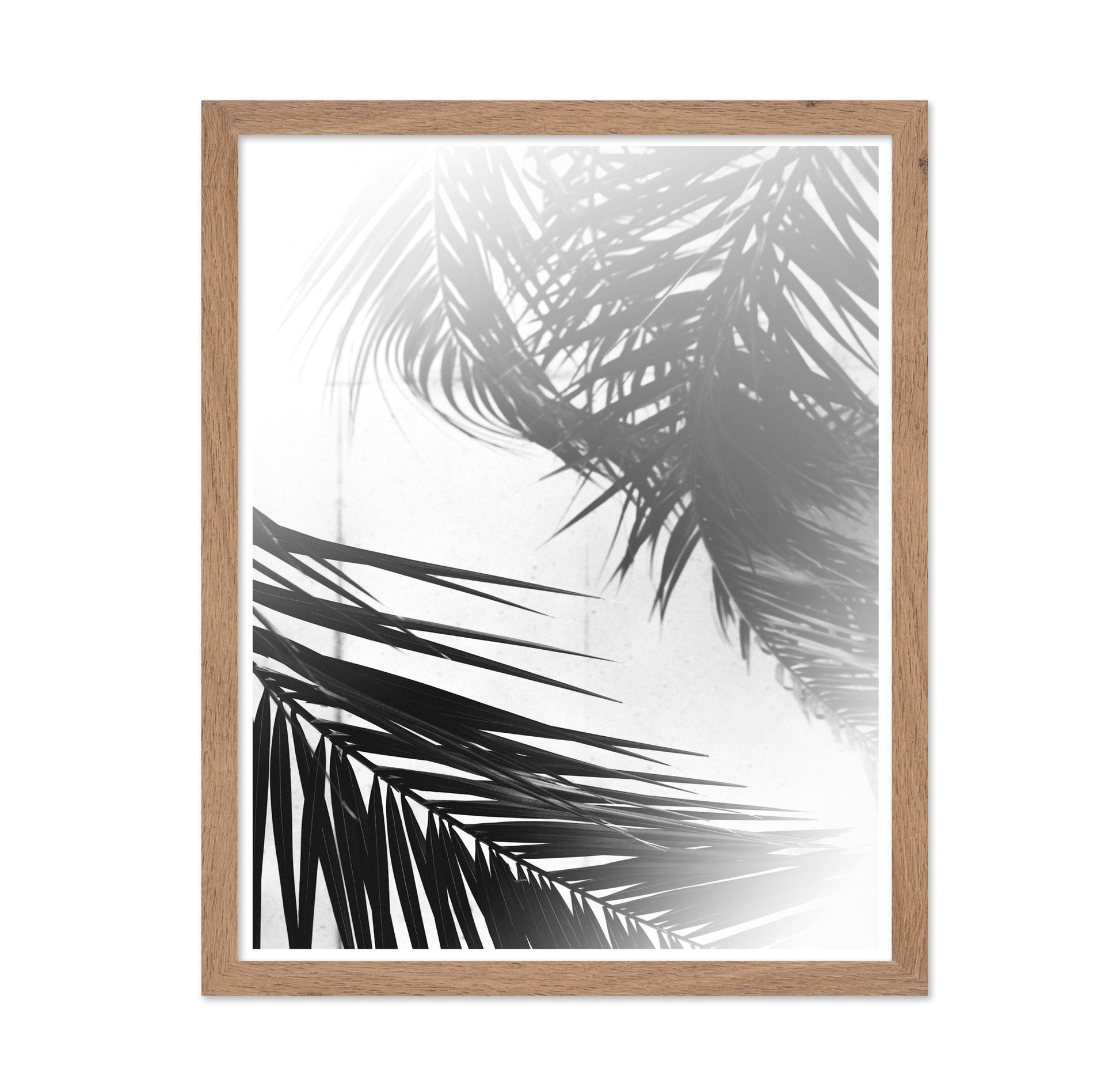 Palm Shadow Light No2