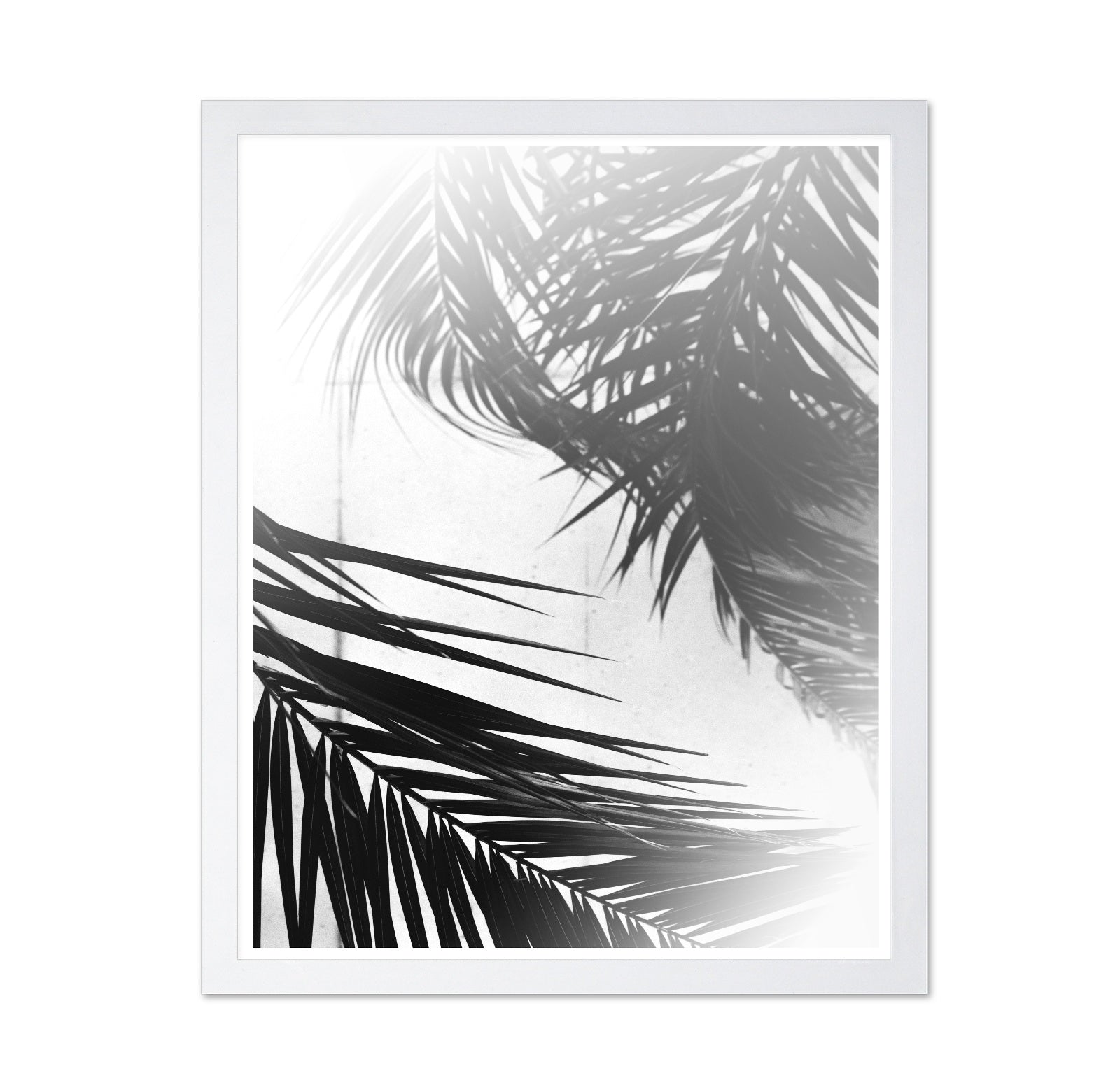 Palm Shadow Light No2