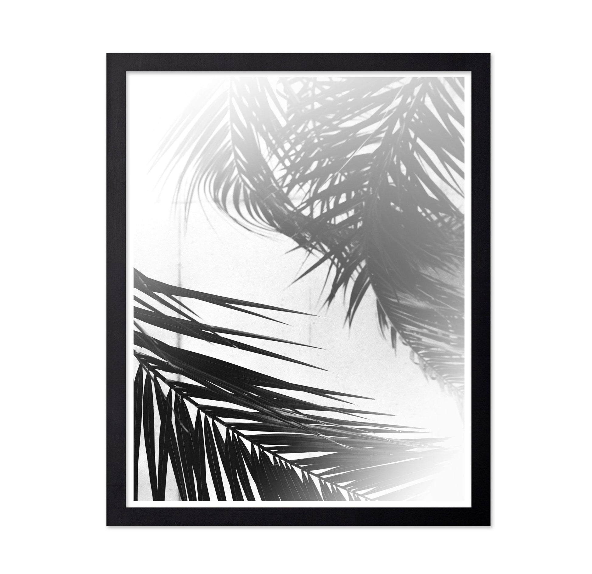 Palm Shadow Light No2