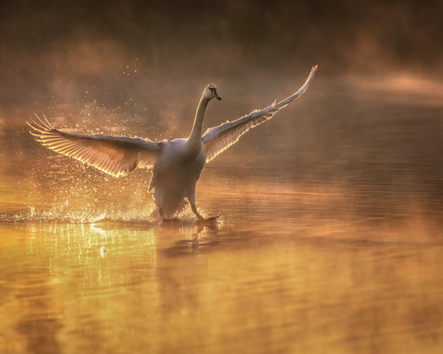 Golden Swan Splash