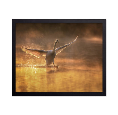 Golden Swan Splash