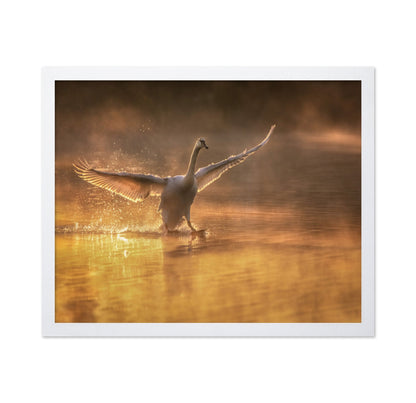 Golden Swan Splash