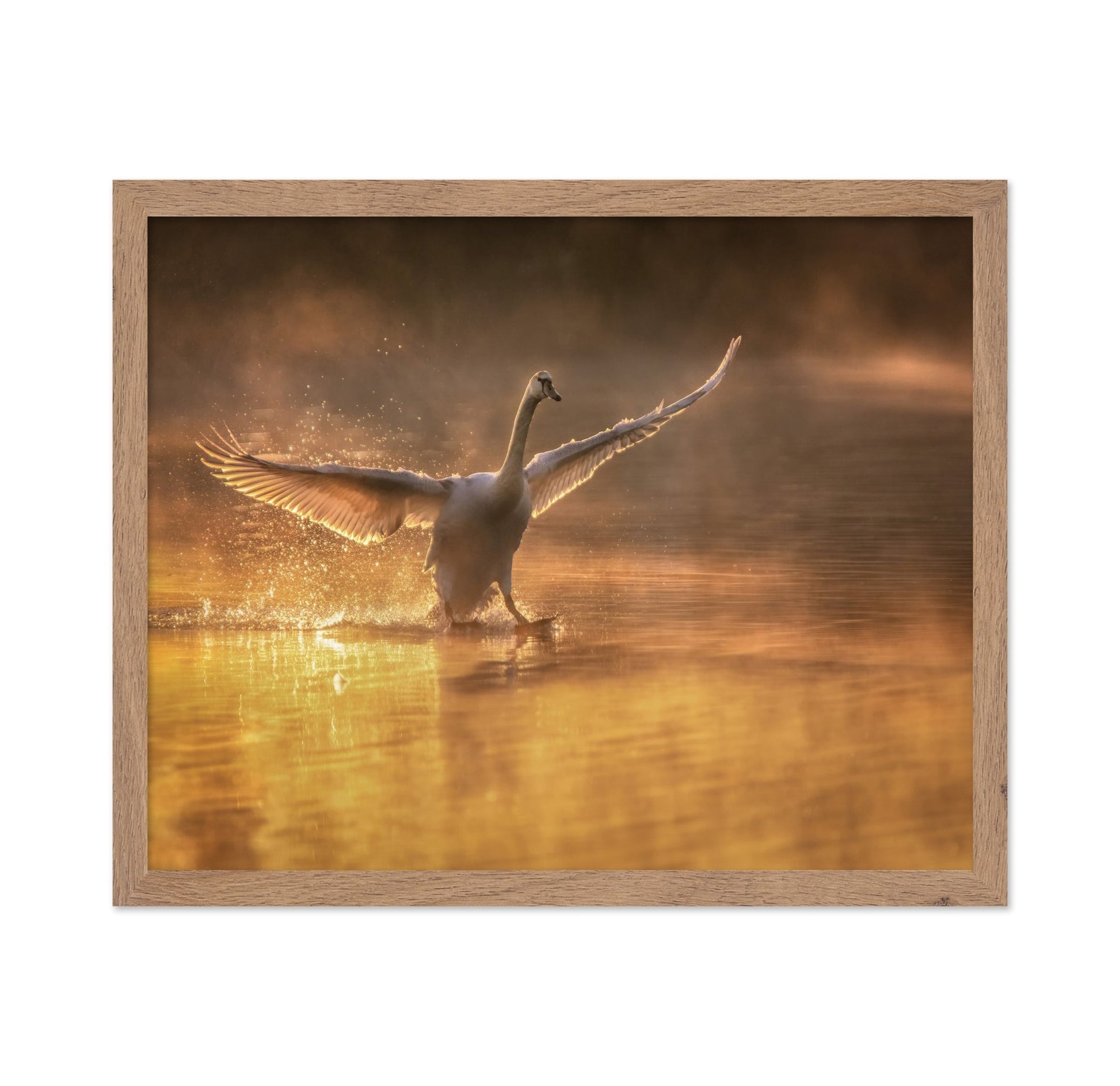 Golden Swan Splash