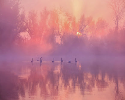 Misty Swan Sunrise