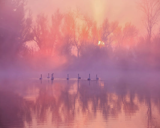 Misty Swan Sunrise
