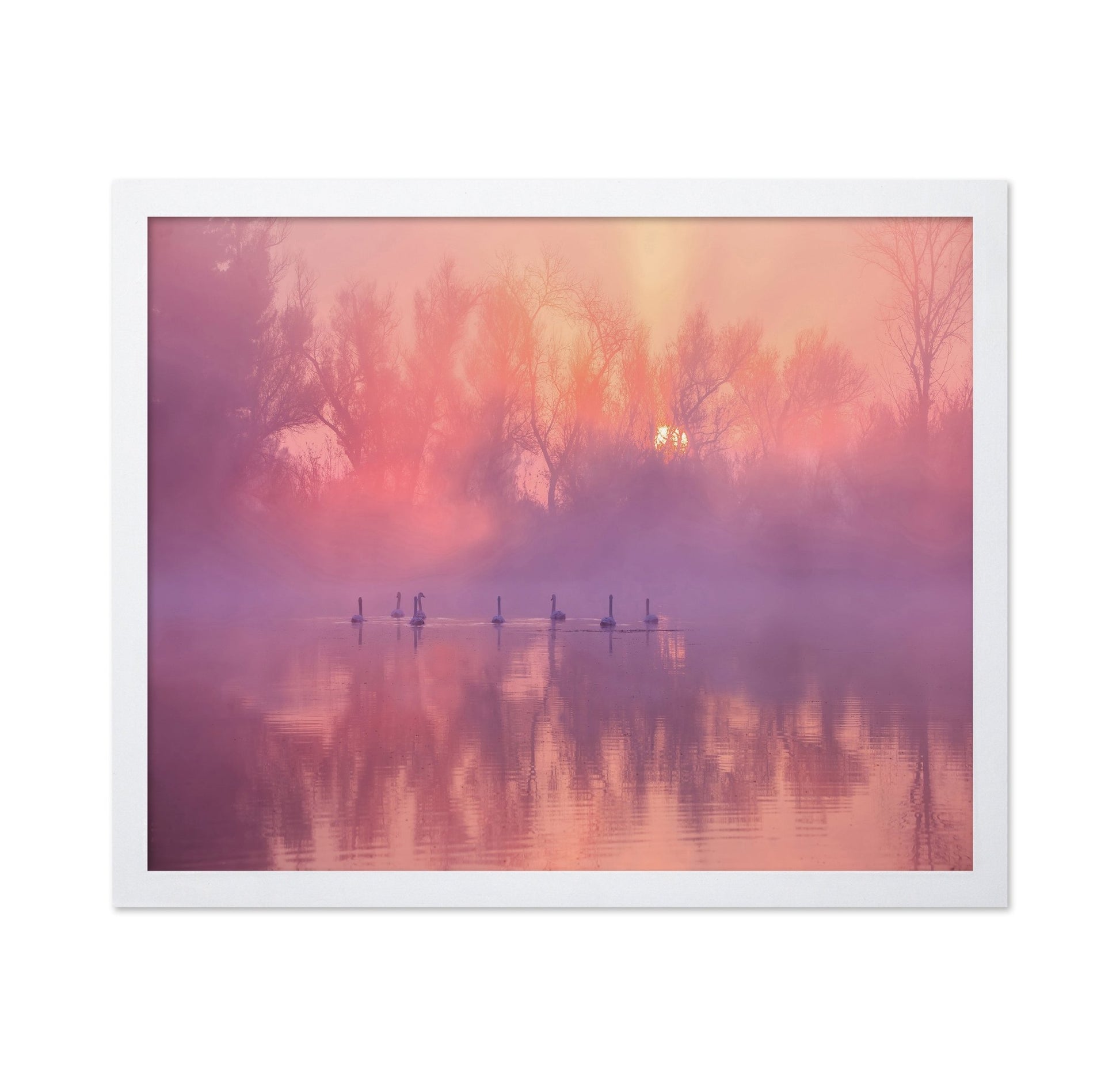 Misty Swan Sunrise