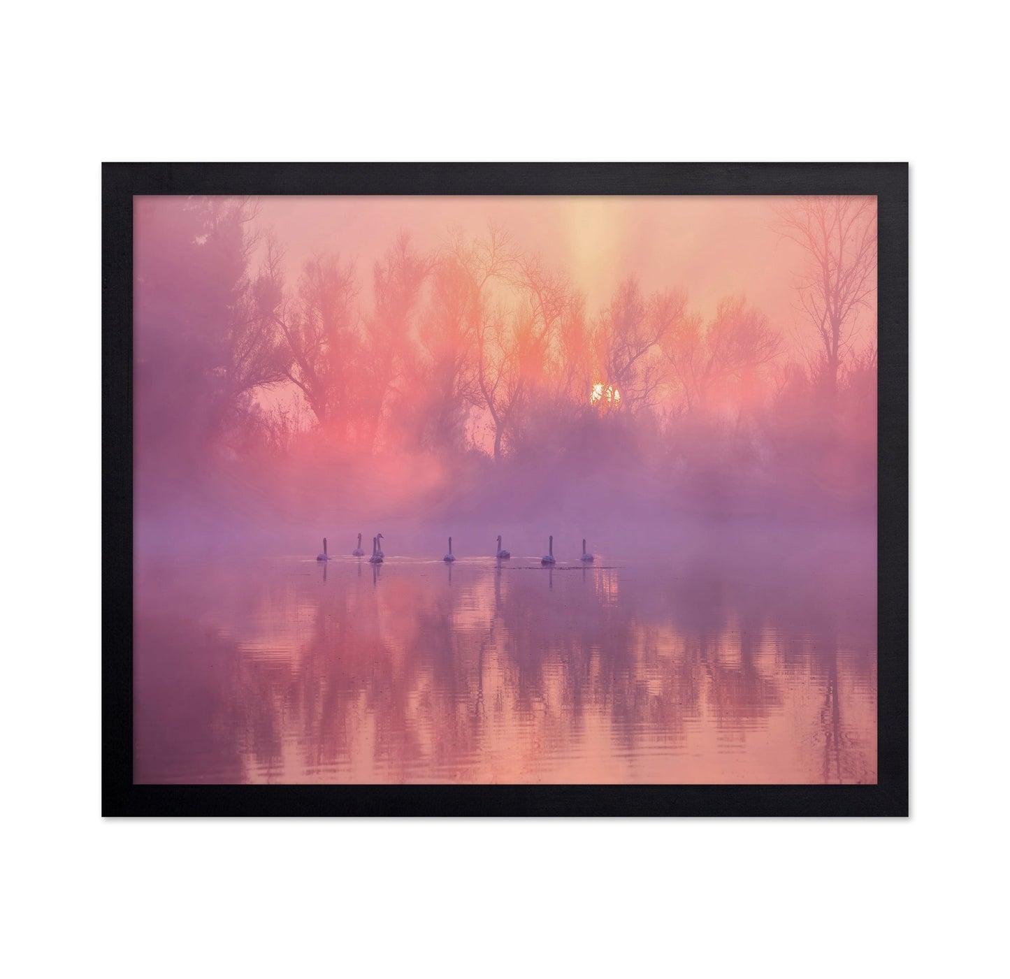 Misty Swan Sunrise