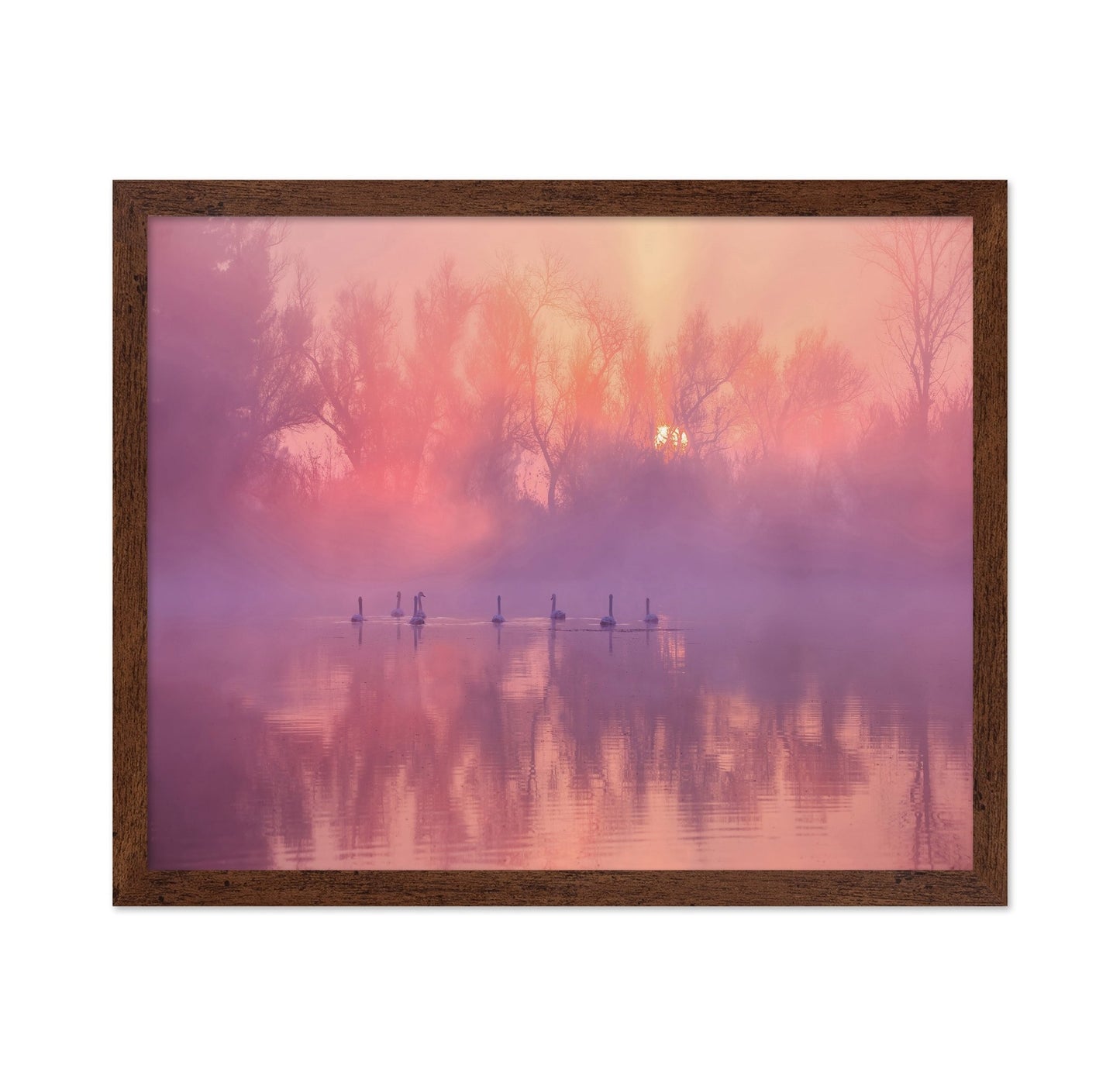 Misty Swan Sunrise