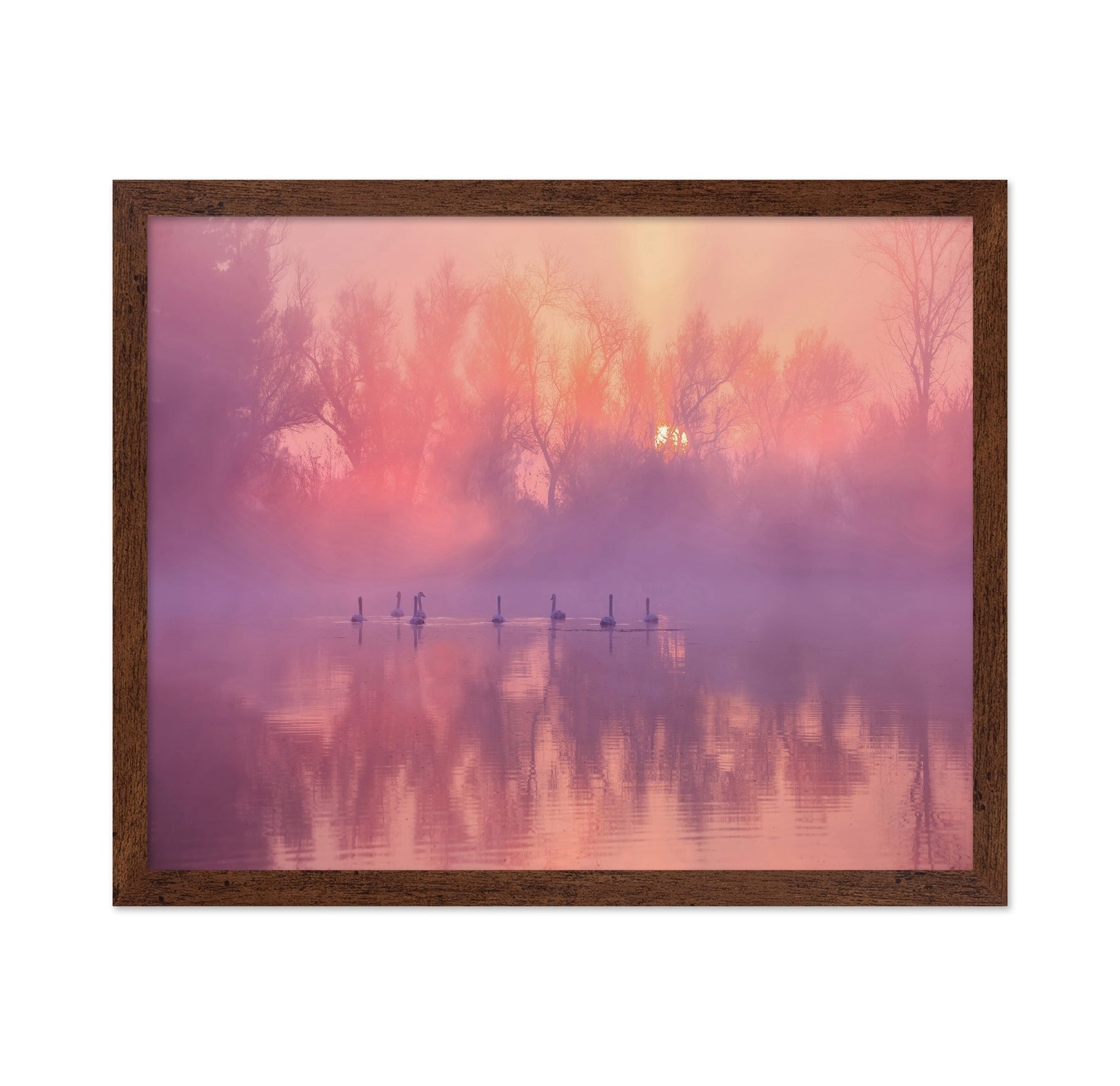 Misty Swan Sunrise