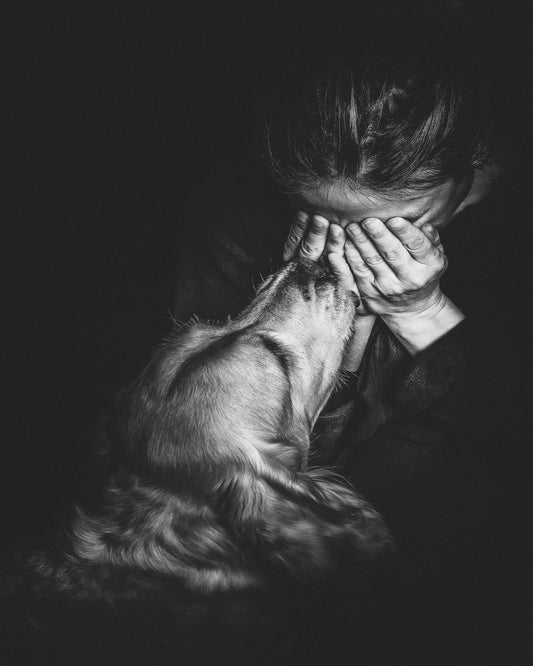 Dog Comfort Moment