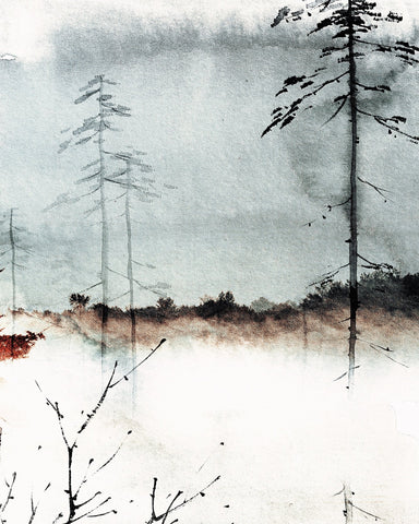Misty Pine Forest No3