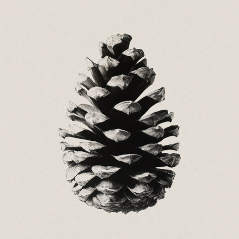 Pinecone Study