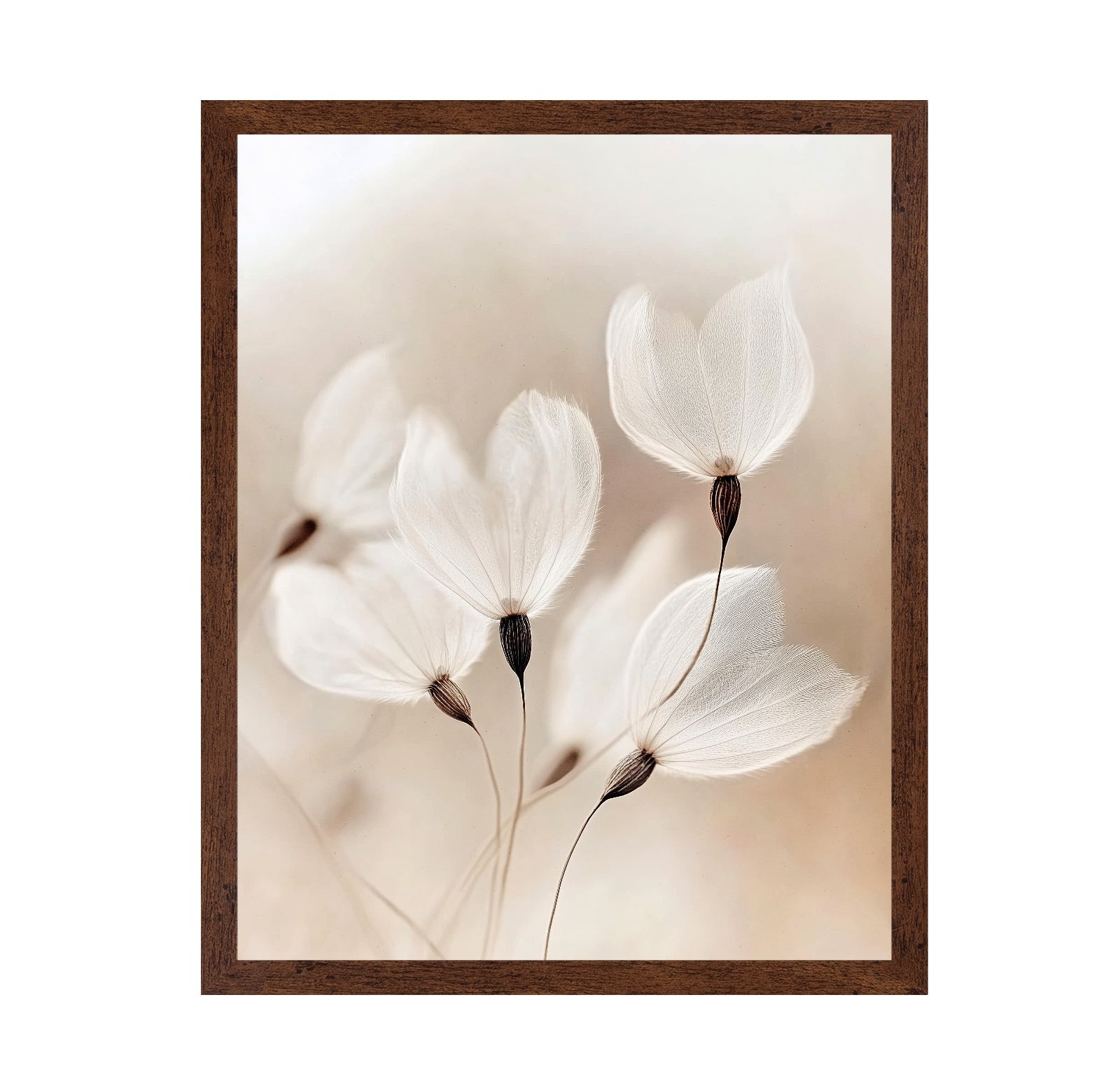Soft Dandelion Seeds