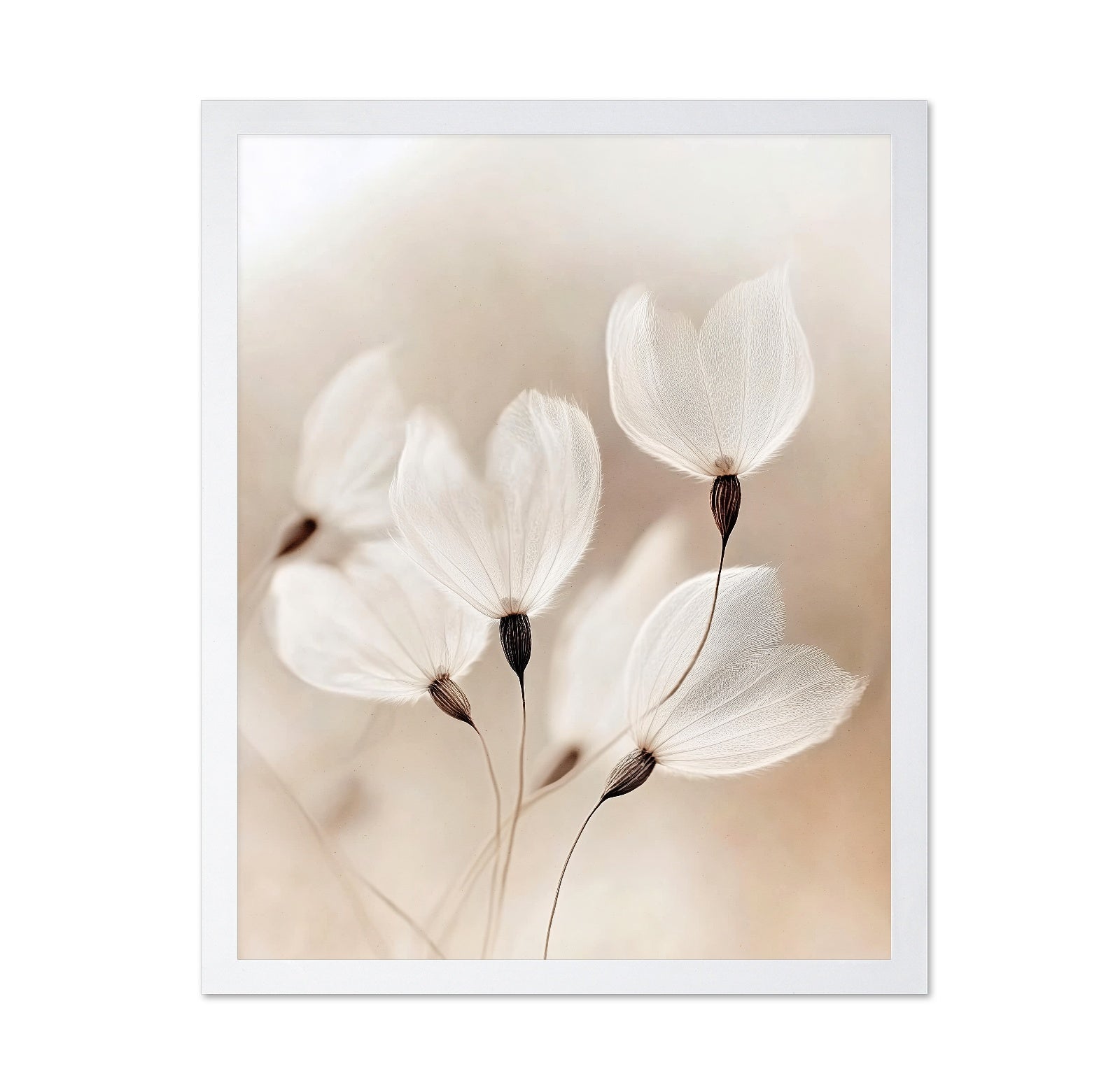 Soft Dandelion Seeds