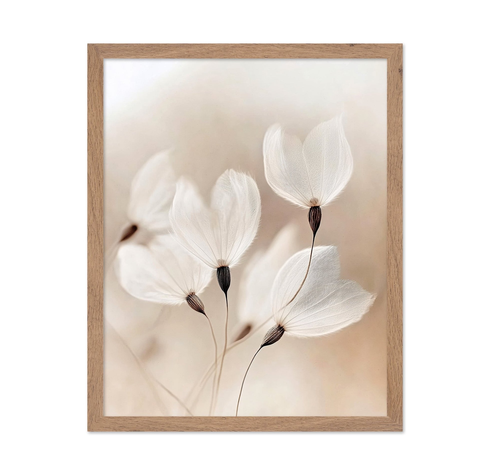 Soft Dandelion Seeds