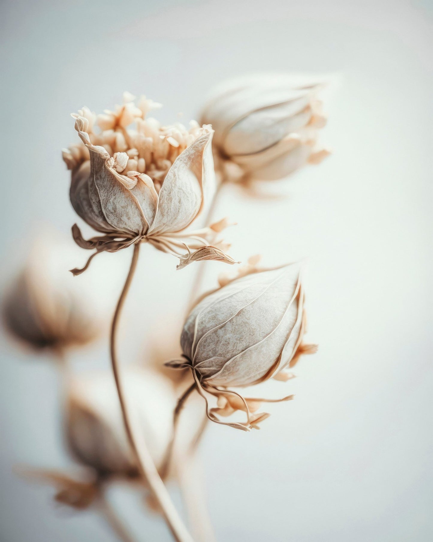 Soft Bloom Study