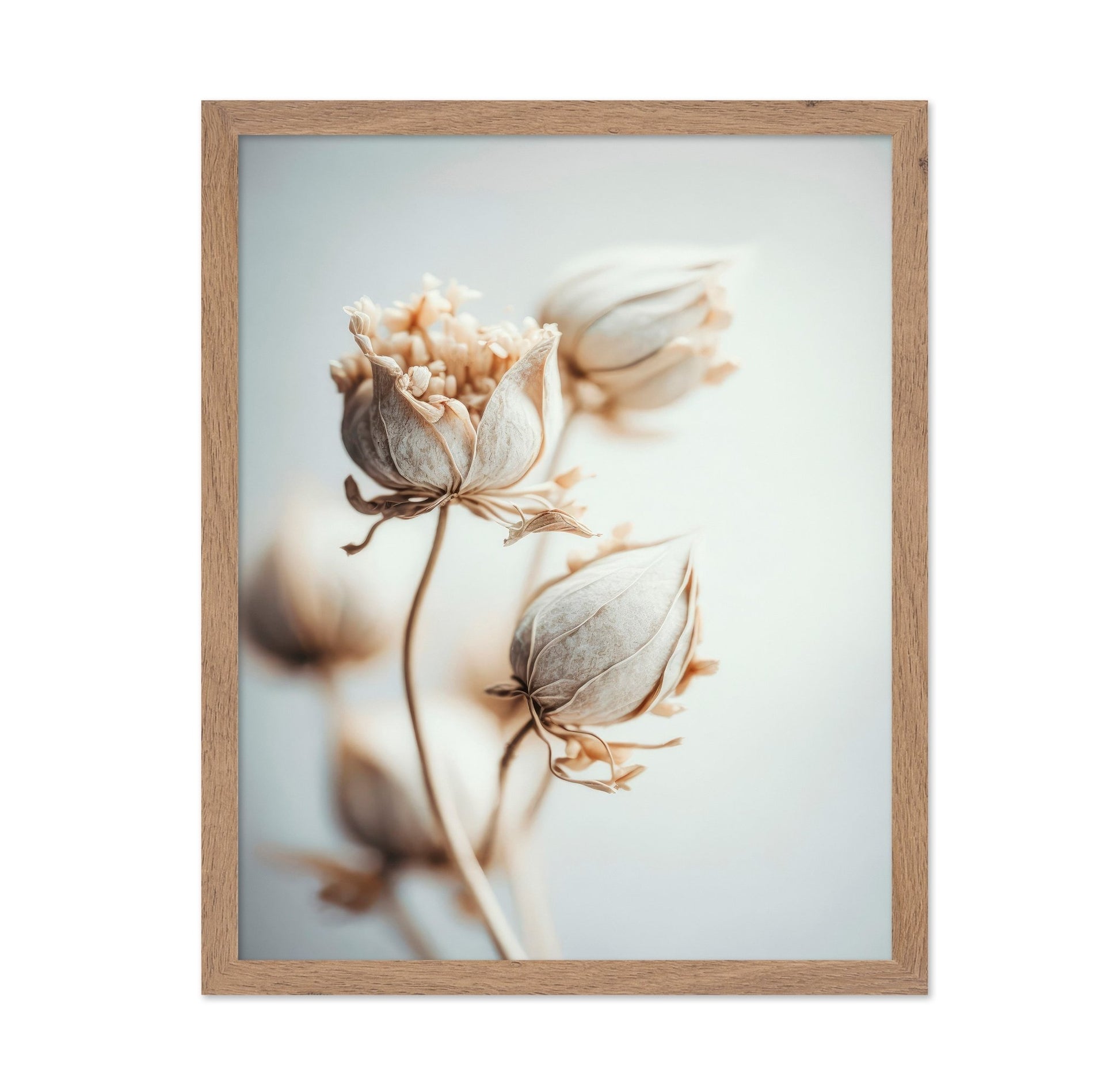 Soft Bloom Study