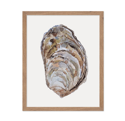 Oyster Shell Study